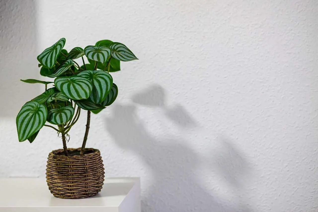 Apartamento Heroes De Sostoa Malaga Apartment